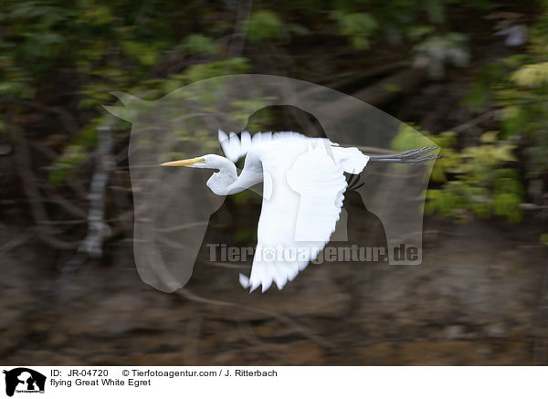 fliegender Silberreiher / flying Great White Egret / JR-04720