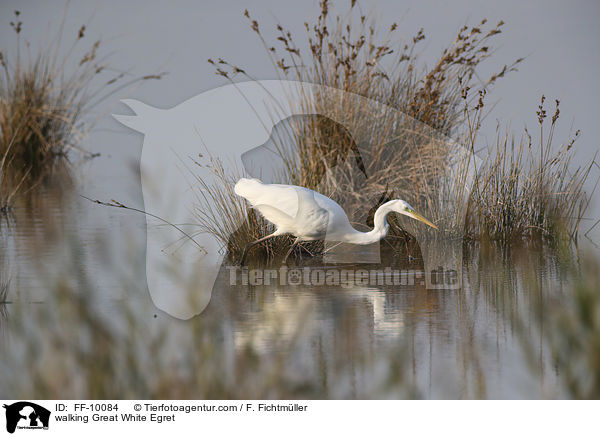 laufender Silberreiher / walking Great White Egret / FF-10084