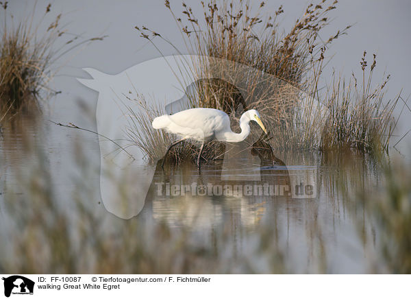 laufender Silberreiher / walking Great White Egret / FF-10087