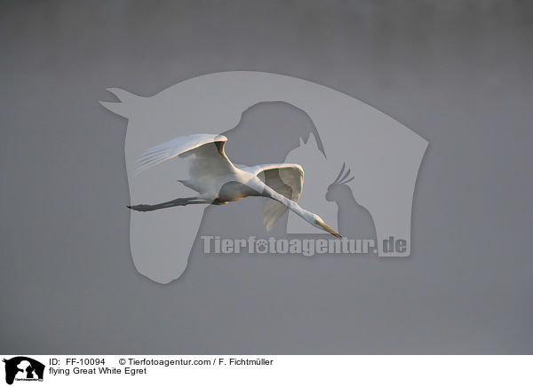 fliegender Silberreiher / flying Great White Egret / FF-10094