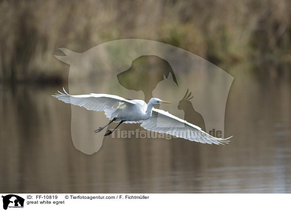 Silberreiher / great white egret / FF-10819