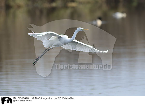 Silberreiher / great white egret / FF-10820
