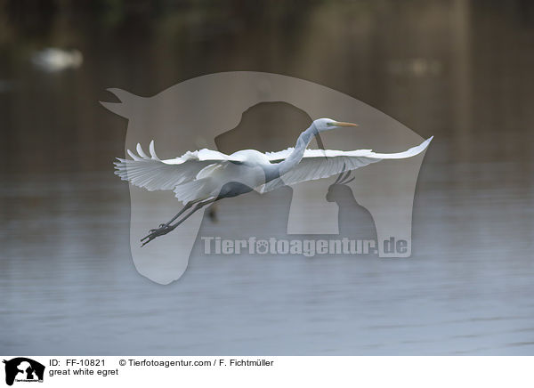 Silberreiher / great white egret / FF-10821