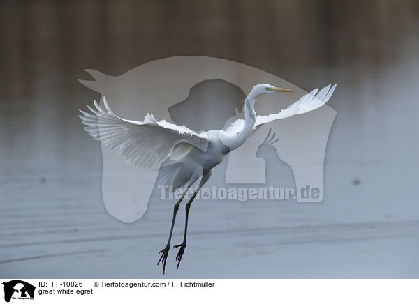 Silberreiher / great white egret / FF-10826