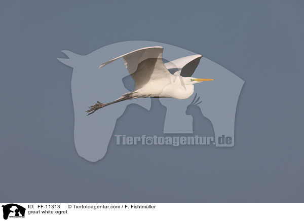 Silberreiher / great white egret / FF-11313