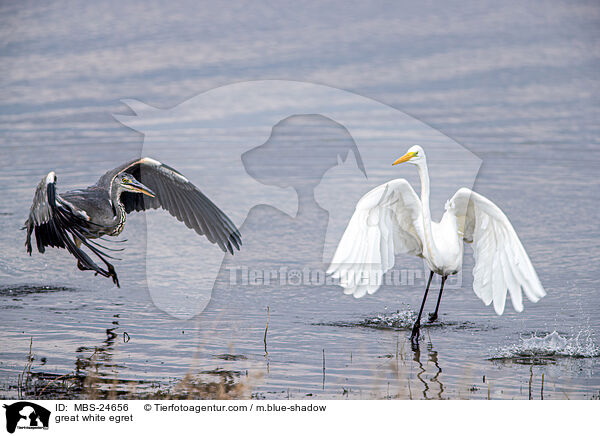 great white egret / MBS-24656