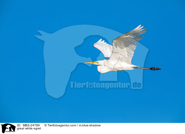 Silberreiher / great white egret / MBS-24789