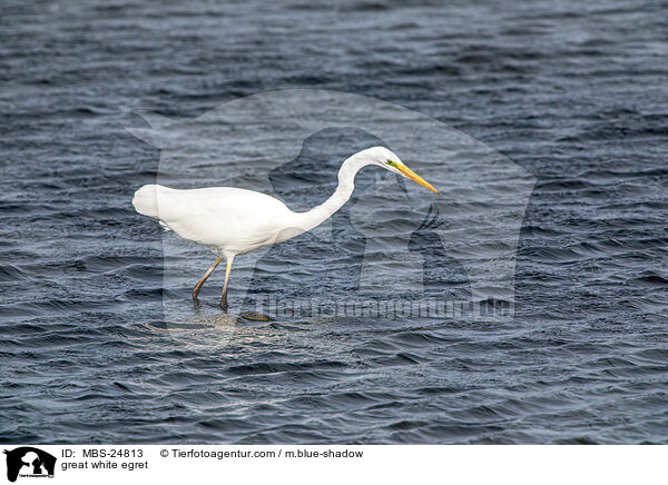 great white egret / MBS-24813
