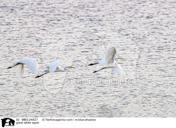 great white egret / MBS-24827