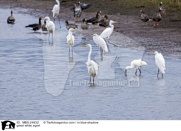 great white egret / MBS-24832
