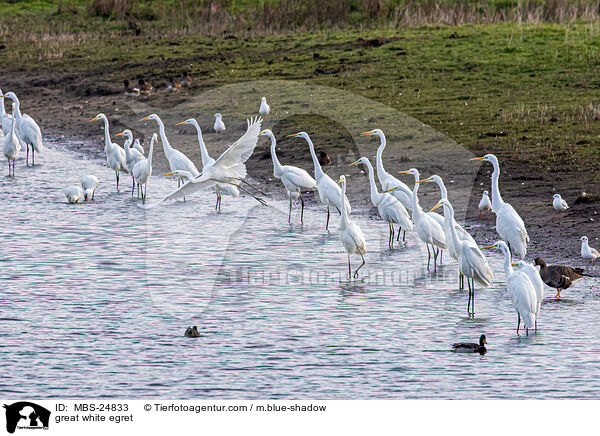 great white egret / MBS-24833