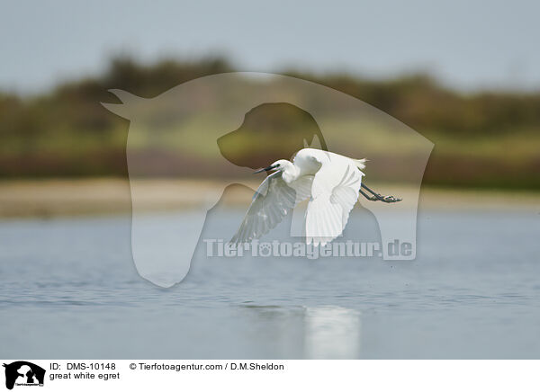 great white egret / DMS-10148