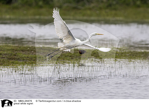great white egret / MBS-26876