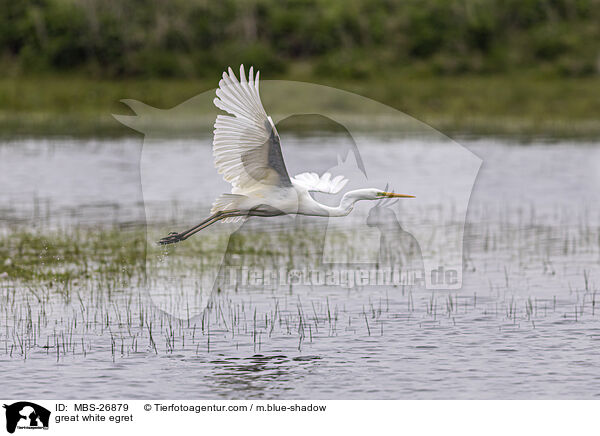 great white egret / MBS-26879