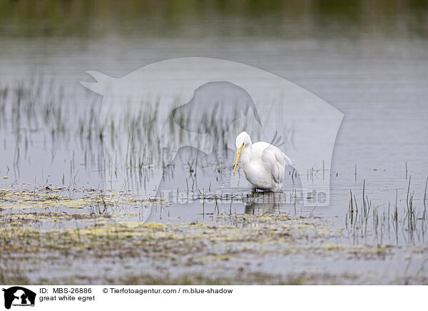 great white egret / MBS-26886
