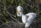 great white egret