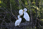 great white egret