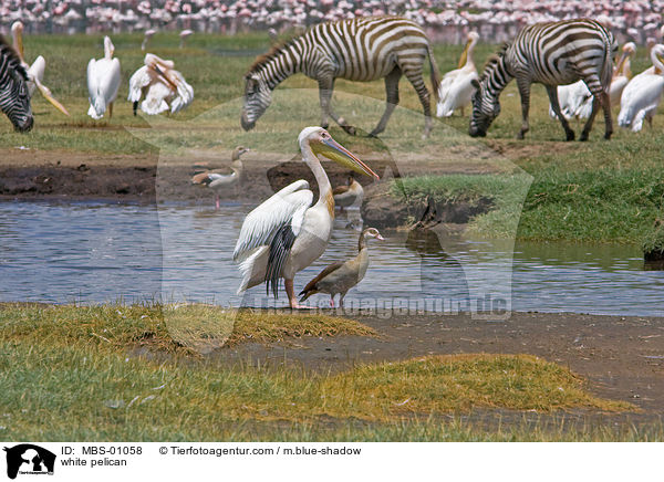 white pelican / MBS-01058