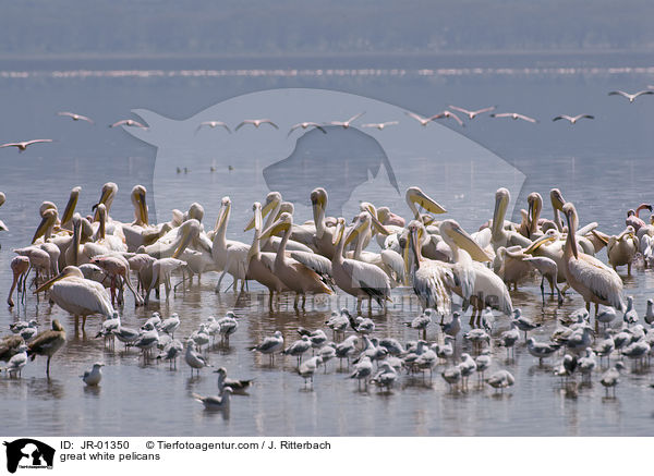 Rosapelikane / great white pelicans / JR-01350