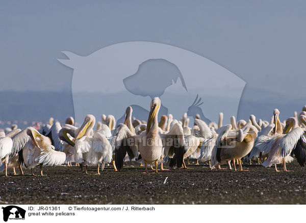 Rosapelikane / great white pelicans / JR-01361