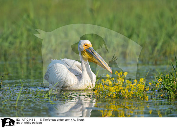 Rosapelikan / great white pelican / AT-01483