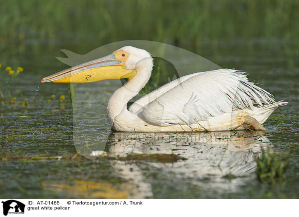 Rosapelikan / great white pelican / AT-01485