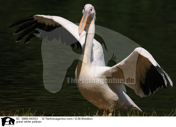 Rosapelikan / great white pelican / DMS-06003