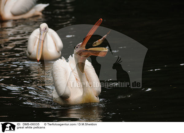 Rosapelikane / great white pelicans / DMS-06035