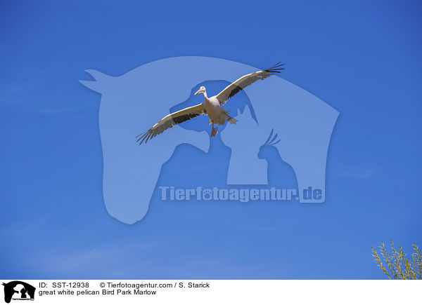 great white pelican Bird Park Marlow / SST-12938