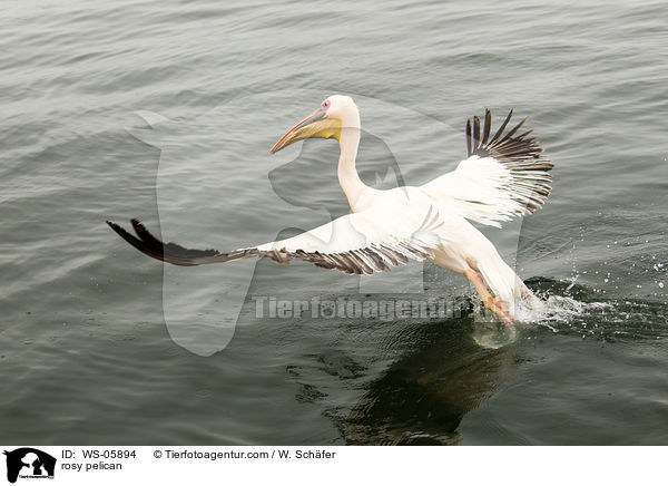 Rosapelikan / rosy pelican / WS-05894