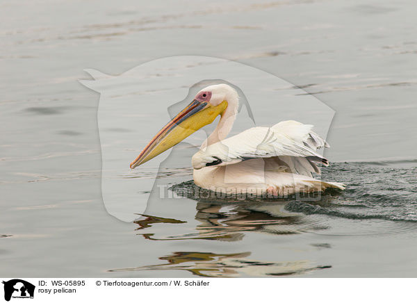 Rosapelikan / rosy pelican / WS-05895