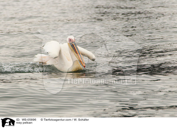 Rosapelikan / rosy pelican / WS-05896