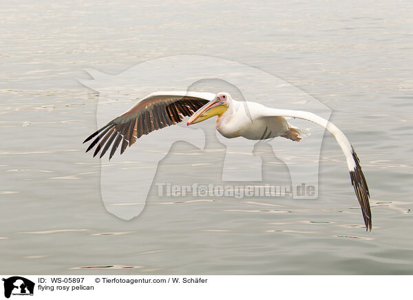fliegender Rosapelikan / flying rosy pelican / WS-05897