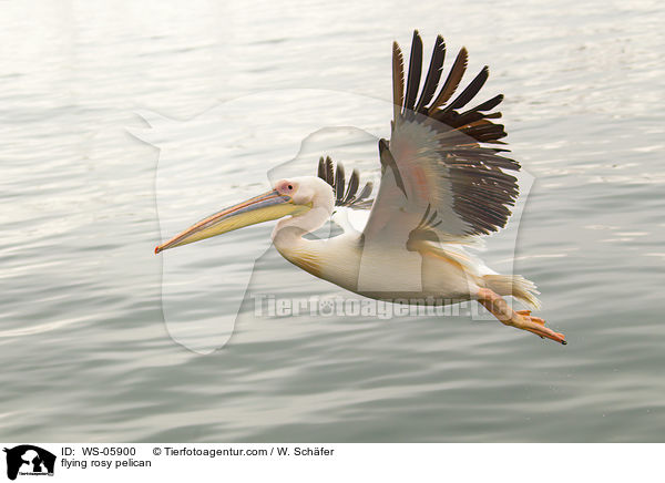 fliegender Rosapelikan / flying rosy pelican / WS-05900