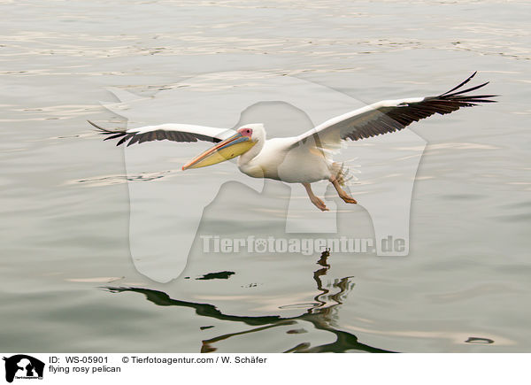 fliegender Rosapelikan / flying rosy pelican / WS-05901