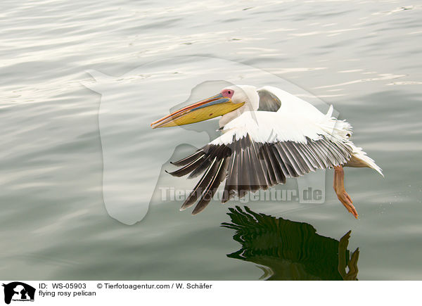fliegender Rosapelikan / flying rosy pelican / WS-05903