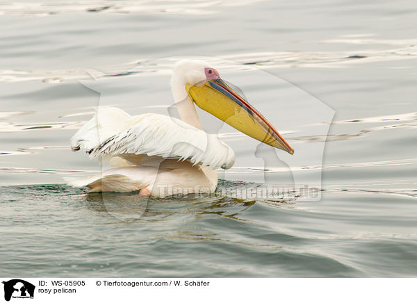 rosy pelican / WS-05905