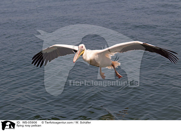 fliegender Rosapelikan / flying rosy pelican / WS-05906