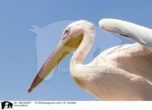 Rosapelikan / rosy pelican / WS-05907