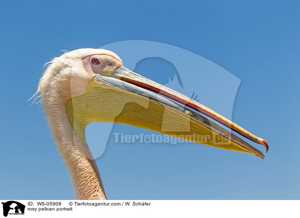 Rosapelikan Portrait / rosy pelican portrait / WS-05908