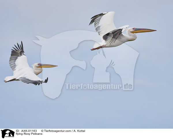 flying Rosy Pelicans / AXK-01163