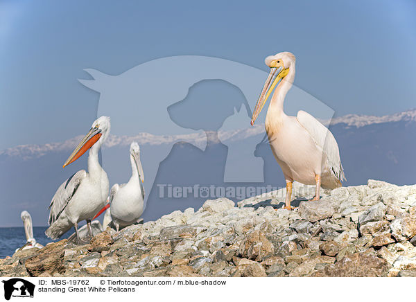 stehende Rosapelikane / standing Great White Pelicans / MBS-19762