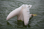 rosy pelican