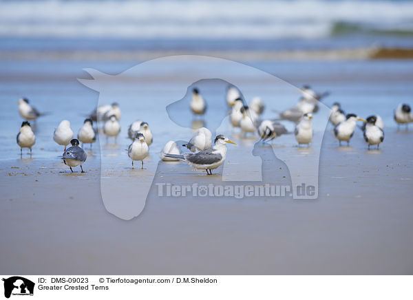 Greater Crested Terns / DMS-09023