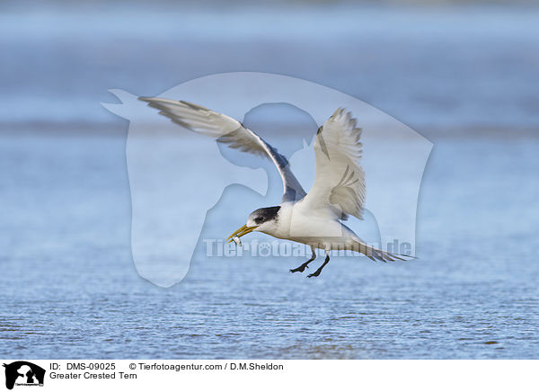 Greater Crested Tern / DMS-09025