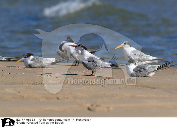 Greater Crested Tern at the Beach / FF-08553