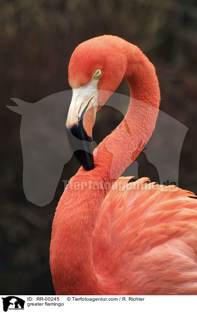 Rosa Flamingo / greater flamingo / RR-00245