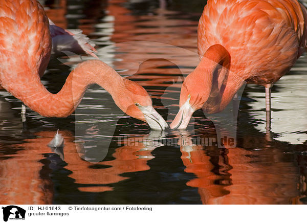 Rosaflamingos / greater flamingos / HJ-01643