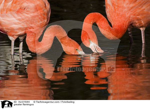 Rosaflamingos / greater flamingos / HJ-01644