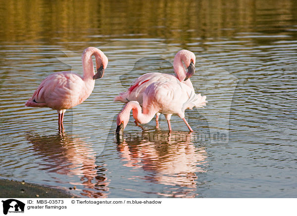 Rosaflamingos / greater flamingos / MBS-03573
